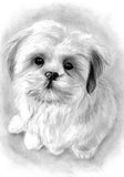 Tierportrait mit Bleistift