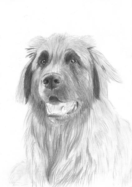 Tierportrait mit Bleistift